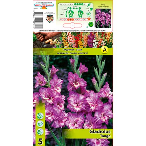 5 Stück, Gladiole Ruffled Tango - Zwiebeln: Ilość w opakowaniu: 5 Stück
