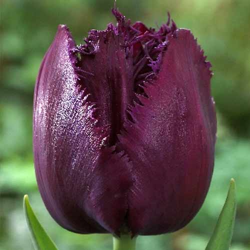 5 Stück, Tulpe Curly Sue - Blumenzwiebeln: Ilość w opakowaniu: 5 Stück