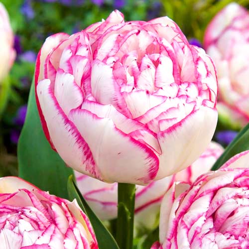 5 Stück, Tulpe Double Touch - Blumenzwiebeln: Ilość w opakowaniu: 5 Stück