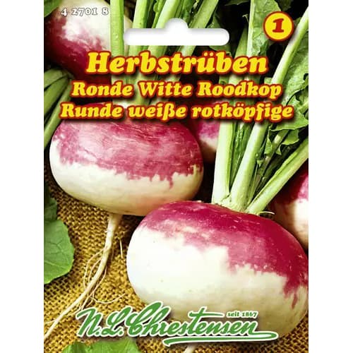 1 szt, Herbstrüben Ronde Witte Roodkop - Samen: Ilość w opakowaniu: 1 Stück