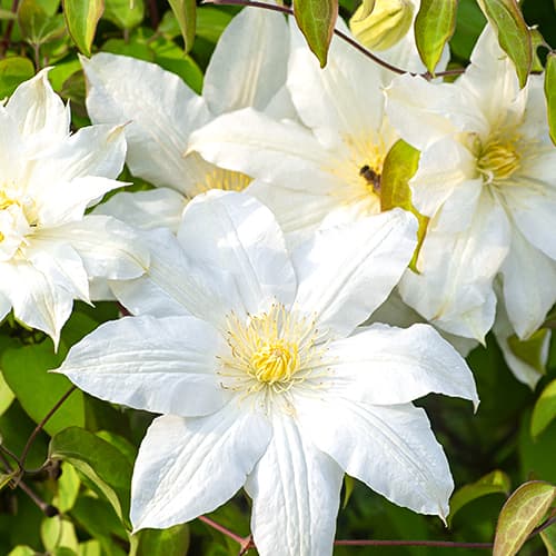 1 Pflanze(n), Clematis Lemon Chiffo, P9 - Setzlinge: Ilość w opakowaniu: 1 Pflanze(n)