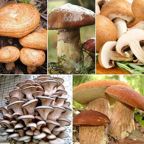 1 szt, Super oferta! Grzyby marynowane, zestaw 5 odmian grzybni - Grzybnia: Ilość w opakowaniu: 5 opak