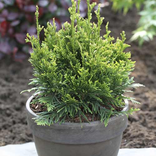 1 sadz, Żywotnik zachodni (Thuja) Can-Can, С3 - Sadzonki: Ilość w opakowaniu: 1 sadz