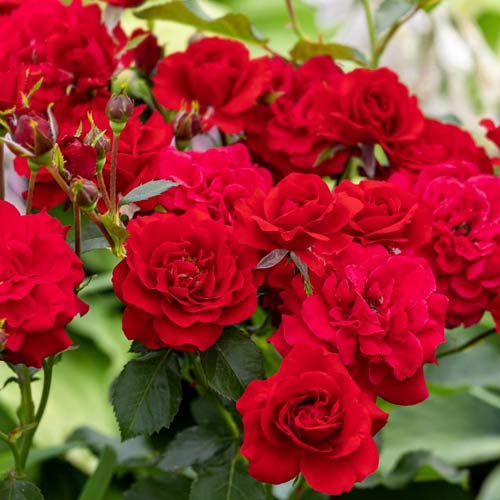 1 saz, Růže floribunda Red, C2 - : Monžstvo balíkov: 1 saz