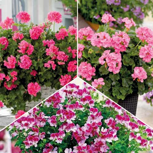 24 kus, Skvělá nabídka! Kolekce pelargonií 3 odrůd - : Monžstvo balíkov: 24 kus