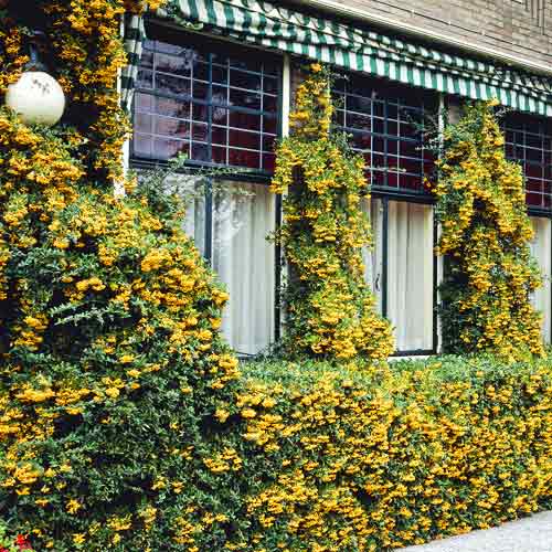 Pyracantha Golden Charmer, C3 - : Monžstvo balíkov: 1 sad