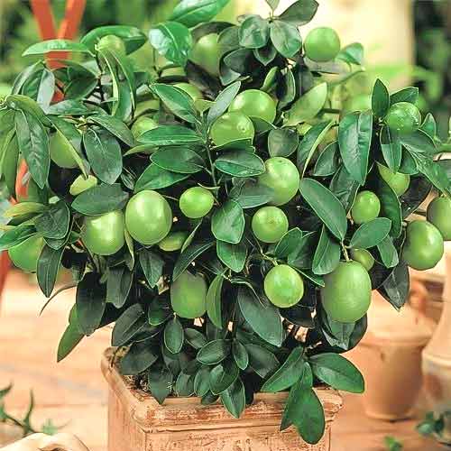 Limetka Mexican Lime - : Monžstvo balíkov: 1 sad