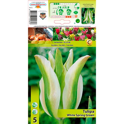 5 db, Tulipán White Spring Green - Hagymák: Mod de ambalare: 5 db