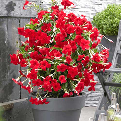 1 db, Tölcsérjázmin (Mandevilla) Red - Évelő: Mod de ambalare: 1 db