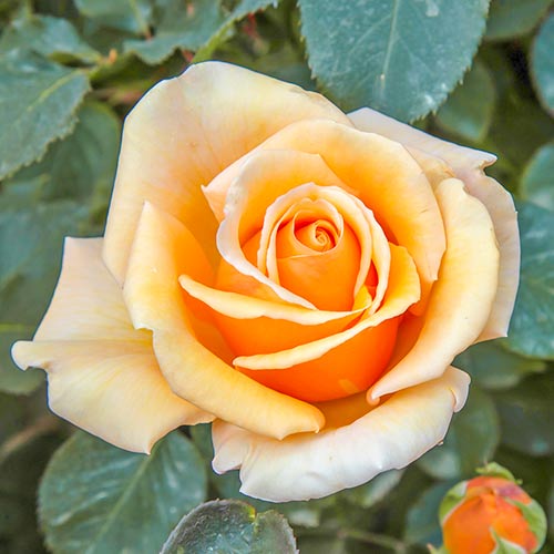 1 Pflanze(n), Großblütige Rose Valencia - Setzlinge: Ilość w opakowaniu: 1 Pflanze(n)