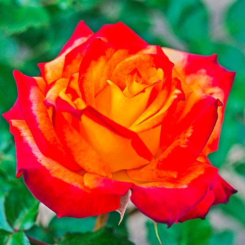 1 Pflanze(n), Rose Mein Munchen - Setzlinge: Ilość w opakowaniu: 1 Pflanze(n)