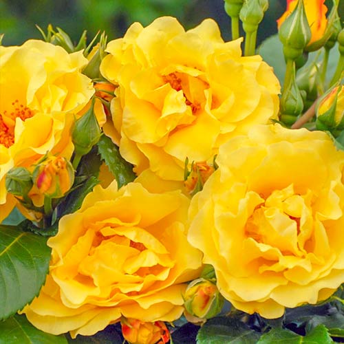 1 szt, Großblumige Rose Sunshine Happy Trails - Setzlinge: Ilość w opakowaniu: 1 szt