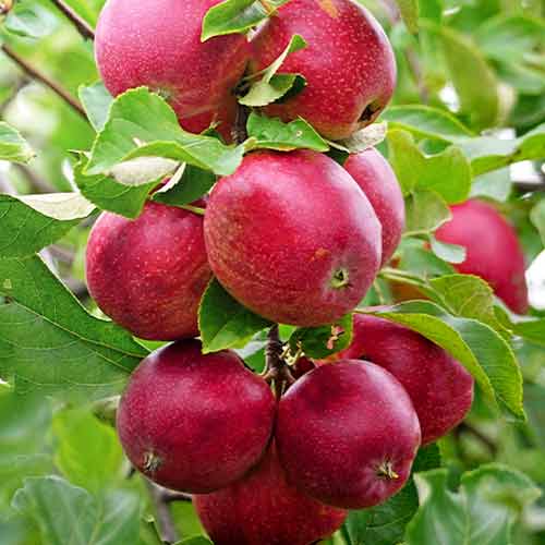 1 szt, Apfel (columnar) Red Shar - Setzlinge: Ilość w opakowaniu: 1 szt