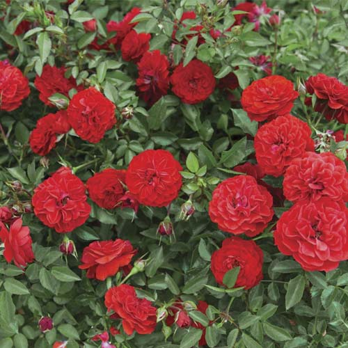 Rosa mini Big Bang , C5 - Plântulas: Ilość w opakowaniu: 1 plant