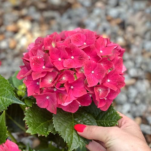 Hortênsia de jardim Alpenglühen - Plântulas: Ilość w opakowaniu: 1 plant