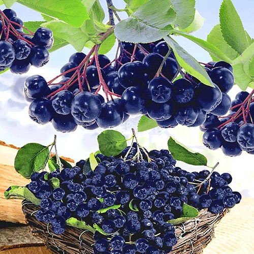 Aronia Viking, P9 - Plántulas: Ilość w opakowaniu: 1 plantas