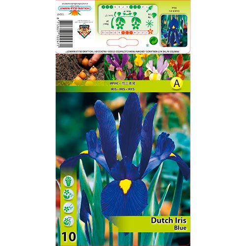 Iris Hollandais Azul - Bulbos: Ilość w opakowaniu: 10 bulbos