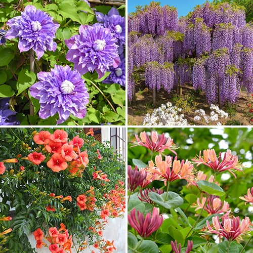 Conjunto de plantas trepadoras Pergola fleurie, 4 plantas - Plántulas: Ilość w opakowaniu: 4 plant