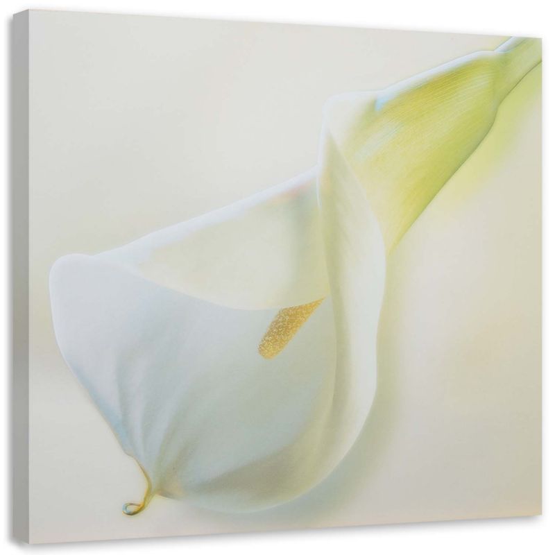 Obraz na płótnie Feeby Biały kwiat z żółtym słupkiem 50x50cm 1szt