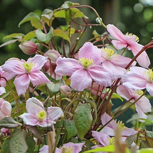 1 buc, Clematis montana Rubens - Răsaduri: Mod de ambalare: 1 buc