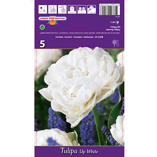 5 buc, Lalele Up White - Bulbi: Mod de ambalare: 5 buc