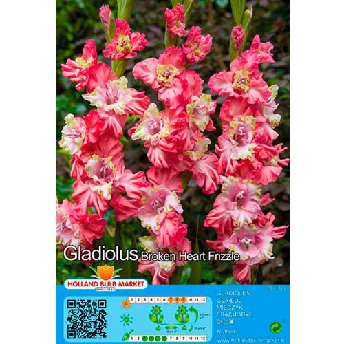 5 buc, Gladiole Broken Heart Frizzle - Bulbi: Mod de ambalare: 5 buc