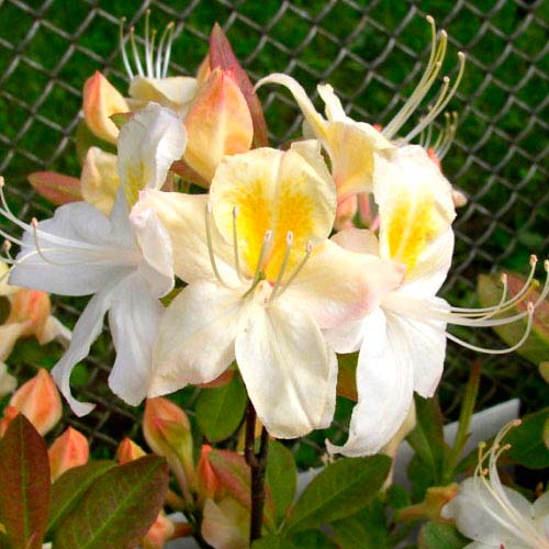 1 buc, Azalee Silver Slipper - : Mod de ambalare: 1 buc