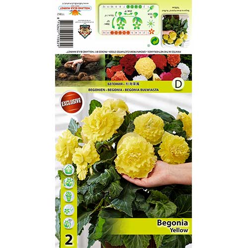 2 buc, Begonie Ruffled Yellow - Bulbi: Mod de ambalare: 2 buc