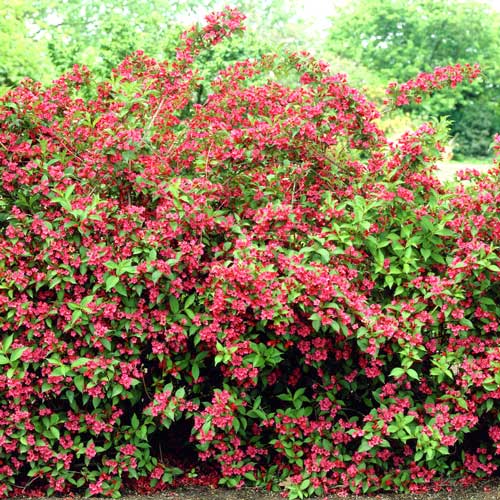 1 buc, Weigela Bristol Ruby - Puieți: Mod de ambalare: 1 buc