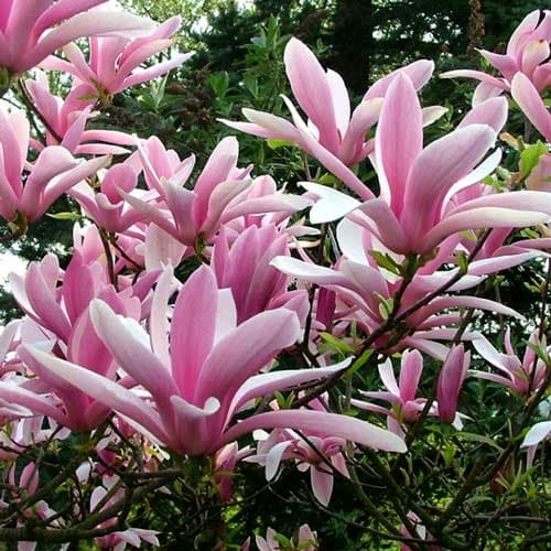 1 buc, Magnolia Betty - Răsaduri: Mod de ambalare: 1 buc