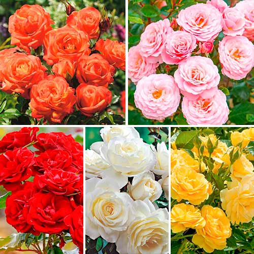 Ofertă specială! Trandafiri floribunda Magic colors, set de 5 soiuri - Butași: Mod de ambalare: 5 buc