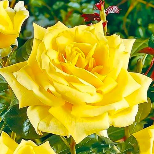 Ruža veľkokvetá Yellow, root ball - : Monžstvo balíkov: 1 sad