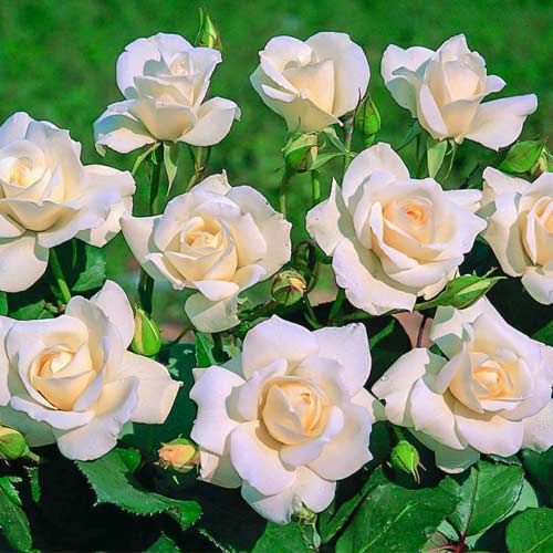 Ruža floribunda Iceberg , C5 - : Monžstvo balíkov: 1 sad