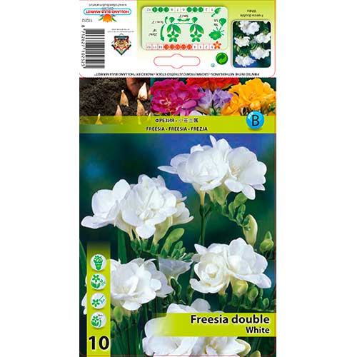 10 cib, Frézia Double White - : Monžstvo balíkov: 10 cib