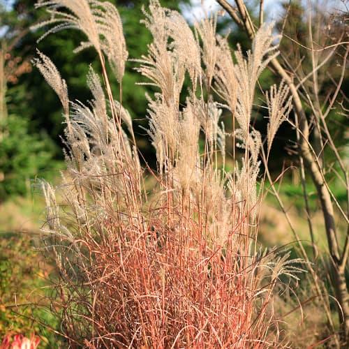 1 db, Virágosnád (Miscanthus) Little Miss, P9 - Palánták: Mod de ambalare: 1 db