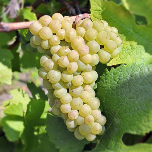 1 db, Szőlő Pinot Blanc, Р9 - Dugványok: Mod de ambalare: 1 db