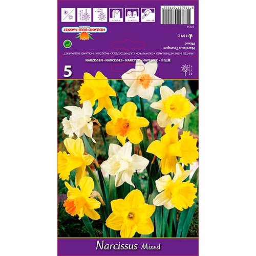 Narcissus Mixed - Bulbos: Ilość w opakowaniu: 5 bulbe