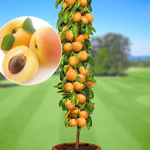Damasco colunar Asian Pearl , C2 - Plântulas: Ilość w opakowaniu: 1 plant