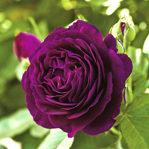 Rosa de flor grande Twilight Zone , C5 - Plântulas: Ilość w opakowaniu: 1 plant