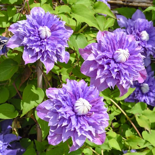 Clemátide (Clemátide) Multi Blue, P9 - Plántulas: Ilość w opakowaniu: 1 plant