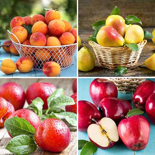Pastel de frutas, 4 plantas - Plántulas: Ilość w opakowaniu: 4 plantas