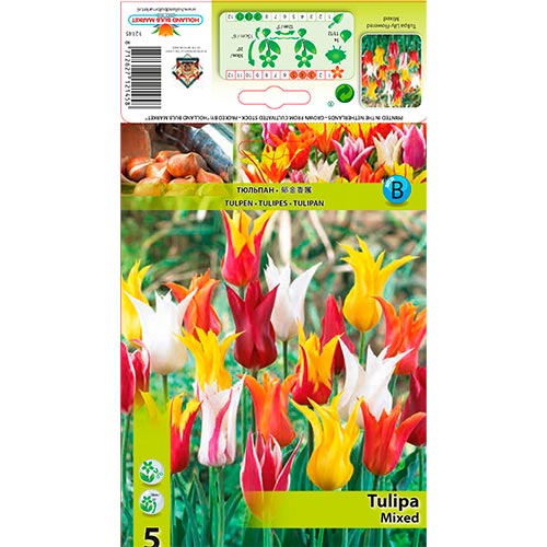 5 cib, Tulipán Ľaliovitý, mix - : Monžstvo balíkov: 5 cib