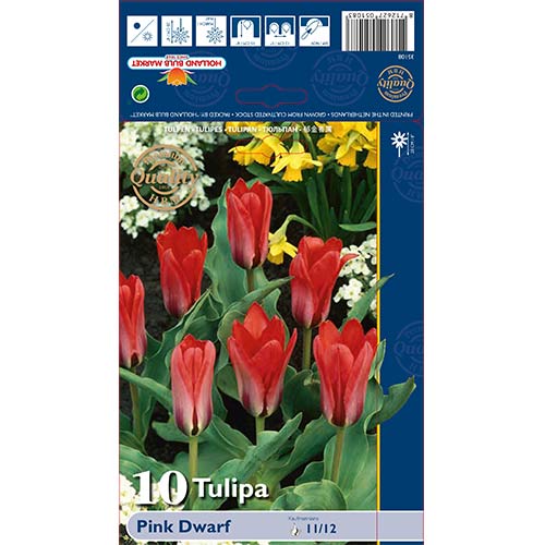 10 cib, Tulipán Pink Dwarf - : Monžstvo balíkov: 10 cib