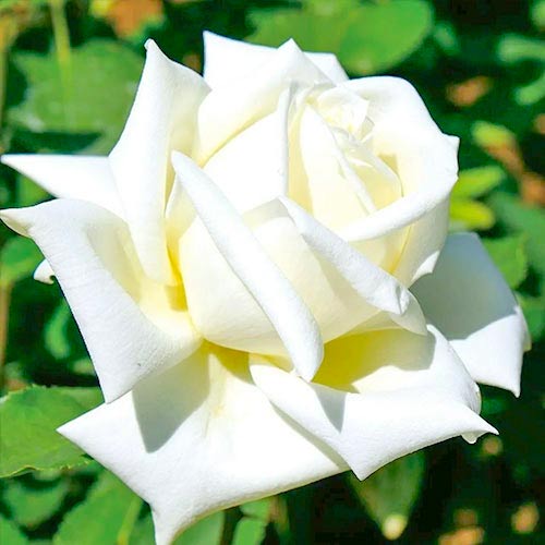 Ruža veľkokvetá Vanilla - : Monžstvo balíkov: 1 sad