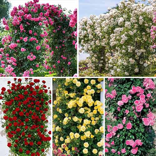 Sada popínavých ruží Top Garden, 5 sadeníc - : Monžstvo balíkov: 6 sad