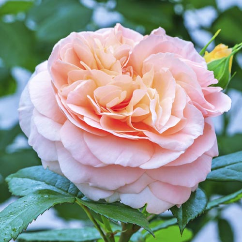 1 db, Rózsa floribunda Duchess of Cornwall - Palánták: Mod de ambalare: 1 db