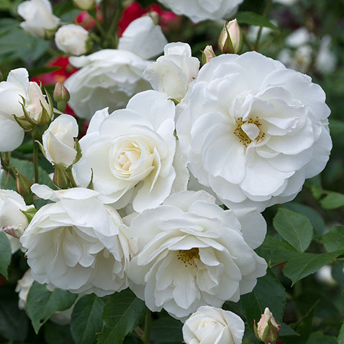 1 db, Rózsák floribunda Crystal Mella - Palánták: Mod de ambalare: 1 db