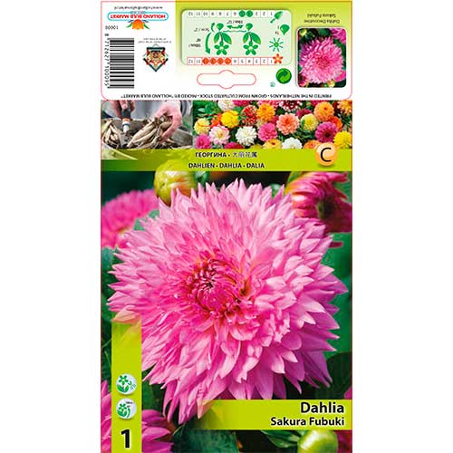 1 Stück, Dahlie Sakura Fubuki - Stauden: Ilość w opakowaniu: 1 Stück