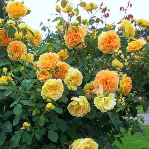 1 Pflanze(n), Rose Flower Power Gold - Setzlinge: Ilość w opakowaniu: 1 Pflanze(n)