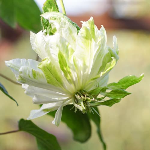 Clematis (Clematis) Sen-No-Kaze, P9 - Plântulas: Ilość w opakowaniu: 1 plant